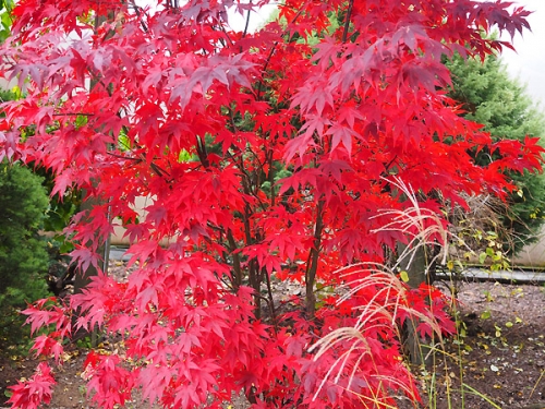 Acer palmatum 'Bloodgood'